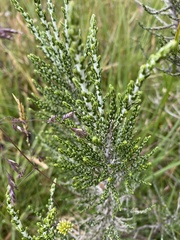 Ozothamnus cupressoides