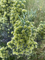 Ozothamnus cupressoides