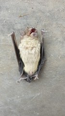 Scotophilus leucogaster