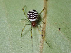 Theridion zonulatum