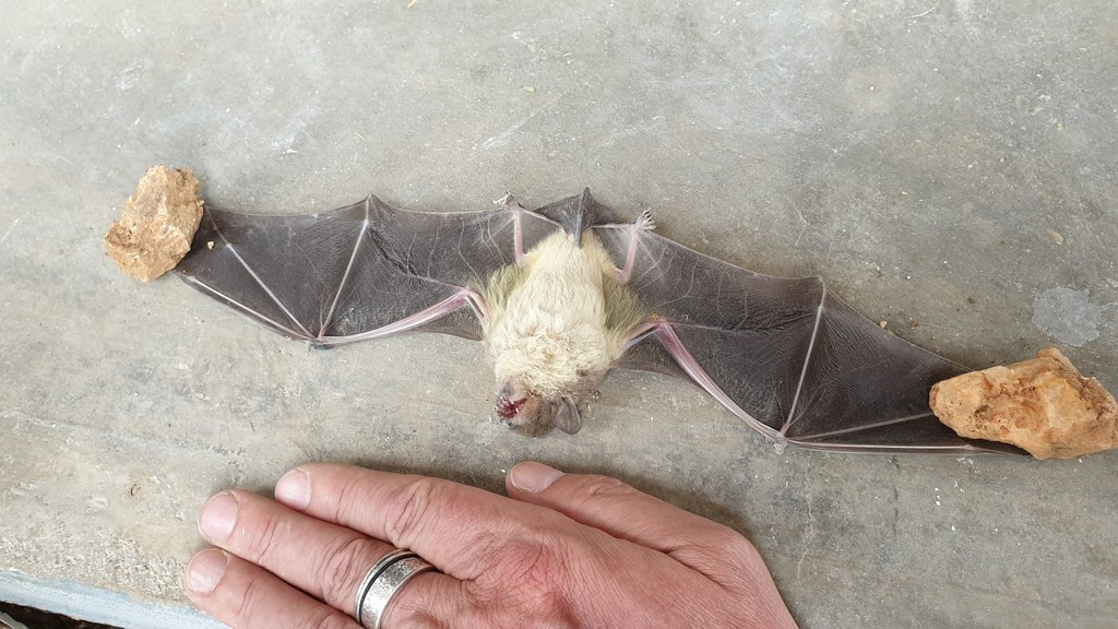 White-bellied Yellow Bat