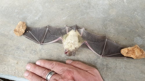 White-bellied Yellow Bat