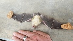 Scotophilus leucogaster