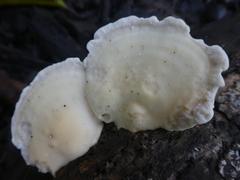 Trametes warnieri