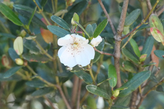Eucryphia lucida