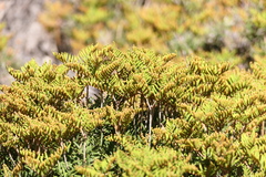 Gleichenia alpina