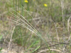 Stipa borysthenica