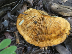 Trametes warnieri