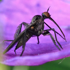 Empis pennipes