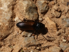 Agriotes ustulatus
