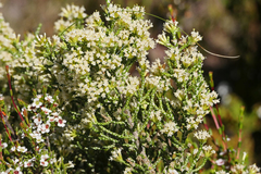 Ozothamnus hookeri