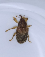 Lignyodes bischoffi