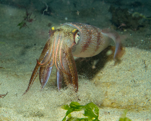 Longfin Inshore Squid