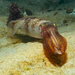 Longfin Inshore Squid - Photo (c) alex_shure, some rights reserved (CC BY-NC), uploaded by alex_shure