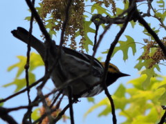 Setophaga chrysoparia