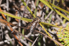 Scaptia jacksonii