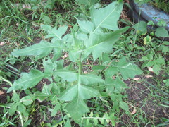 Sisymbrium loeselii