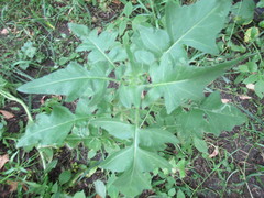 Sisymbrium loeselii