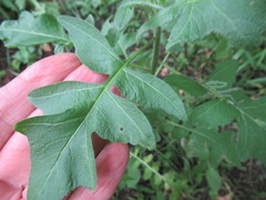Sisymbrium loeselii