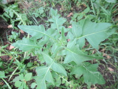 Sisymbrium loeselii