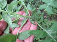Sisymbrium loeselii