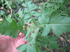 Sisymbrium loeselii