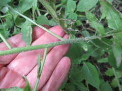 Sisymbrium loeselii