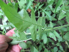 Sisymbrium loeselii