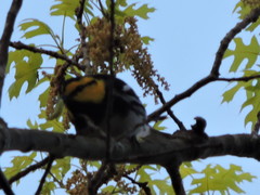 Setophaga chrysoparia