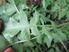Sisymbrium loeselii