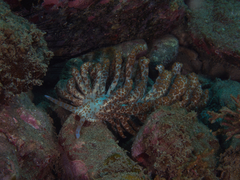 Phyllodesmium longicirrum