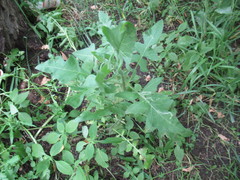Sisymbrium loeselii