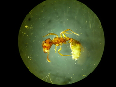 Strongylognathus testaceus