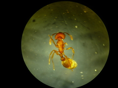 Strongylognathus testaceus