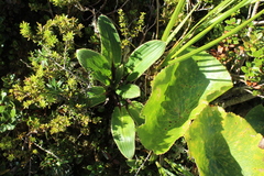 Celmisia verbascifolia