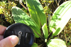 Celmisia verbascifolia