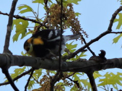 Setophaga chrysoparia