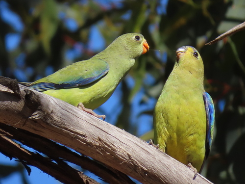 Elegant Parrot (Neophema elegans)