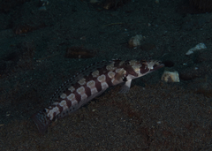 Parapercis tetracantha