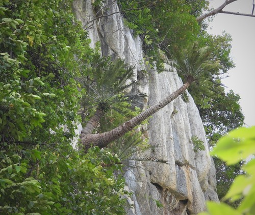Cycas tansachana, photograph 4