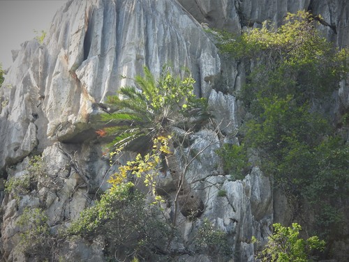 Cycas tansachana, photograph 5