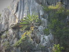 Cycas tansachana, photograph (c) Utain Pummarin, some rights reserved (CC BY)