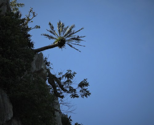 Cycas tansachana, photograph 3