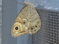 Lasiommata schakra