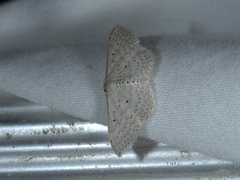 Scopula sublinearia