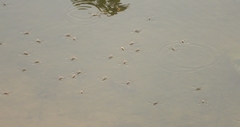 Aquarius adelaidis
