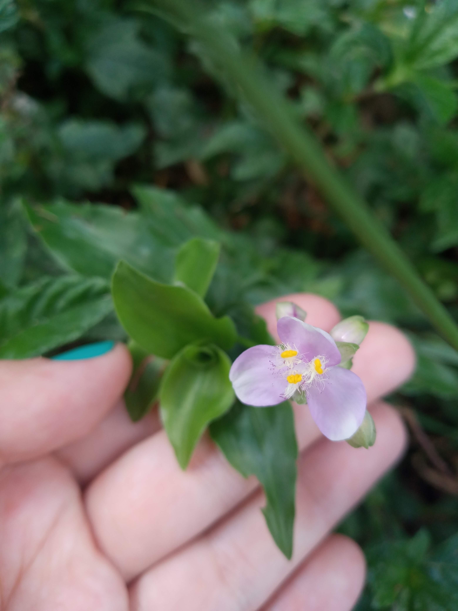 Tripogandra diuretica
