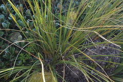 Chionochloa flavescens
