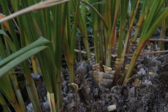 Chionochloa flavescens