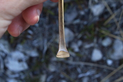 Chionochloa flavescens